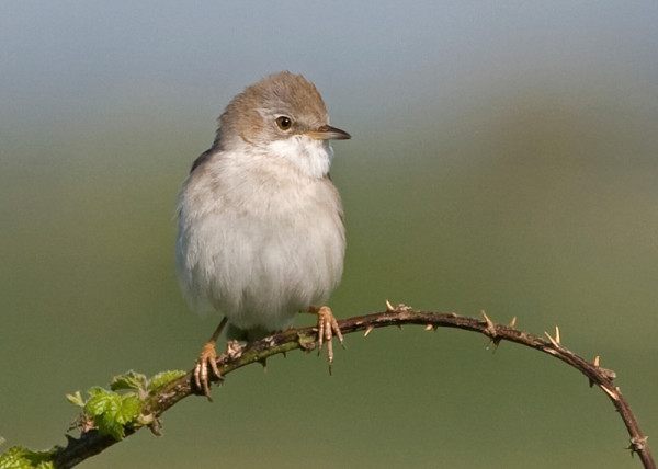 Whitethroat, by Colin Brown/BTO