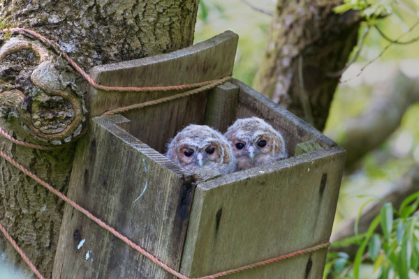 Tawny Owl chicks in nest box, Edmund Fellowes/BTO