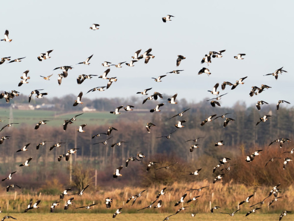 Lapwing and Golden Plover. Edmund Fellowes / BTO