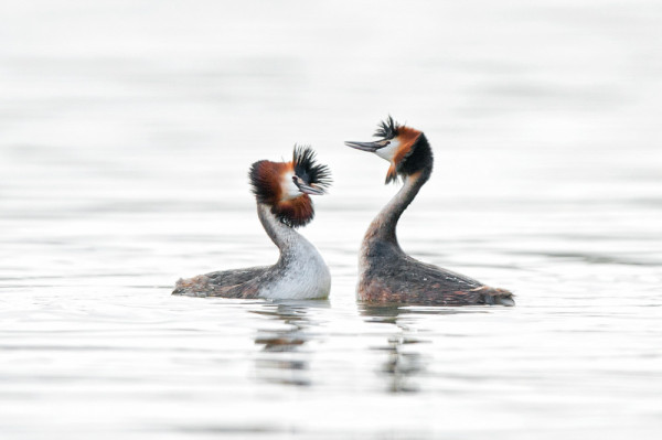 Courting Great Crested Grebes, Sarah Kelman/BTO