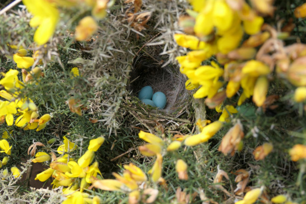 Dunnock nest in Gorse, Mike Toms/BTO
