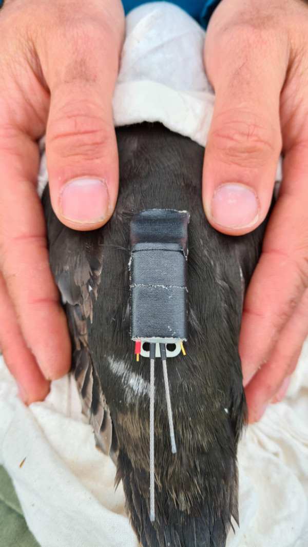 Photograph of the back of a Black Guillemot with a tracking device fitted. 