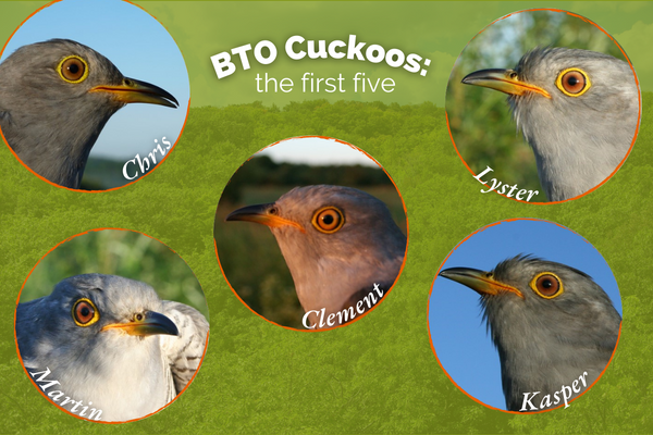BTO Cuckoos: The First 5