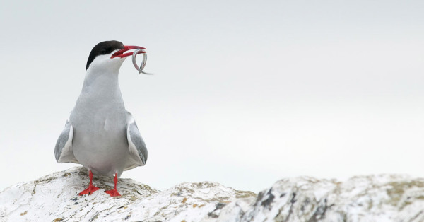 Arctic Tern. Sarah Kelman / BTO