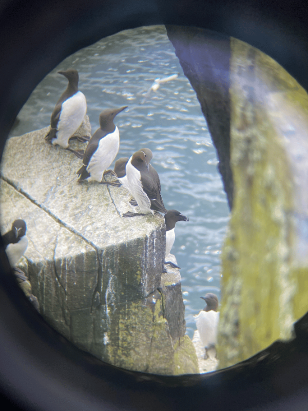 The group watched breeding Razorbills and Guillemots through a scope on their tour of the island. Georgina Tugwell