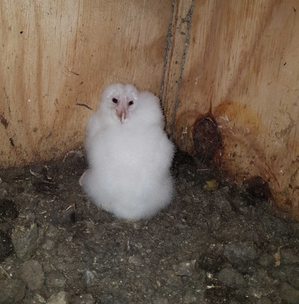 Barn Owl chicks in a nest box, by Lee Barber