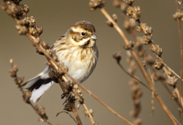 Reed Bunting. Photograph by Liz Cutting