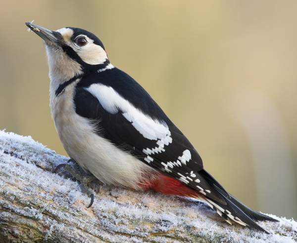 Great Spotted Woodpecker by Ben Dalgleish