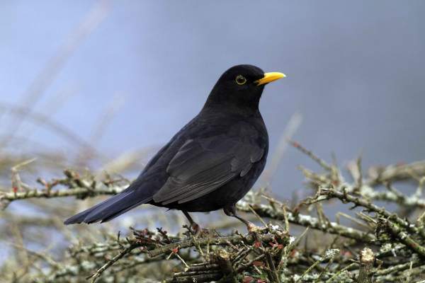 Blackbird - John Harding
