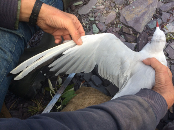 Photograph of a Black-headed Gull in the hand, with the left wing extended to examine the moulting feathers.