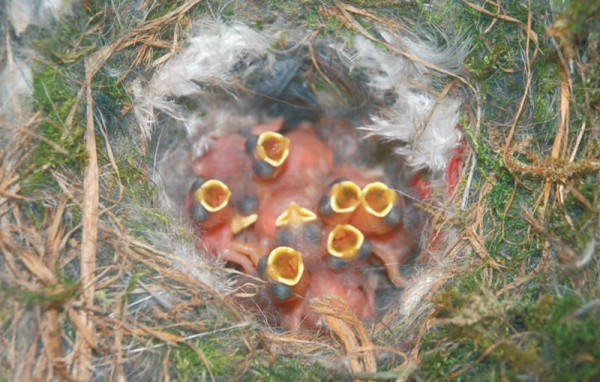 Blue Tit chicks in nest. Mike Mainwairing