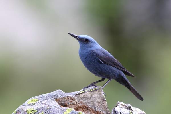 Blue Rock Thrush by Paolo / Adobe Stock