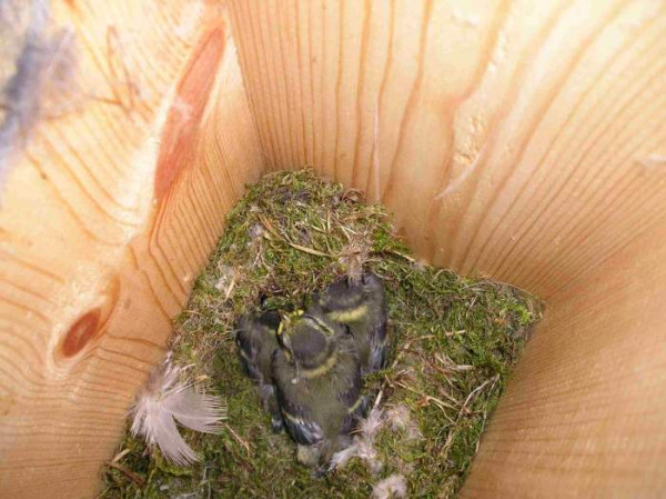 Blue Tit nest with well-grown chicks. Simon Thurgood.
