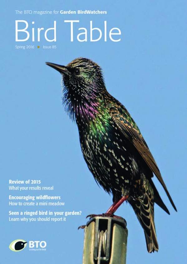 Bird Table 85 cover