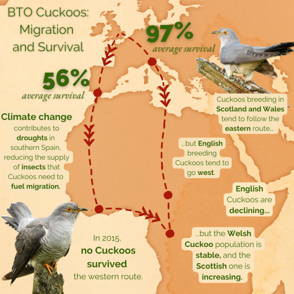 BTO Cuckoo Migration and Survival (details in text). 
