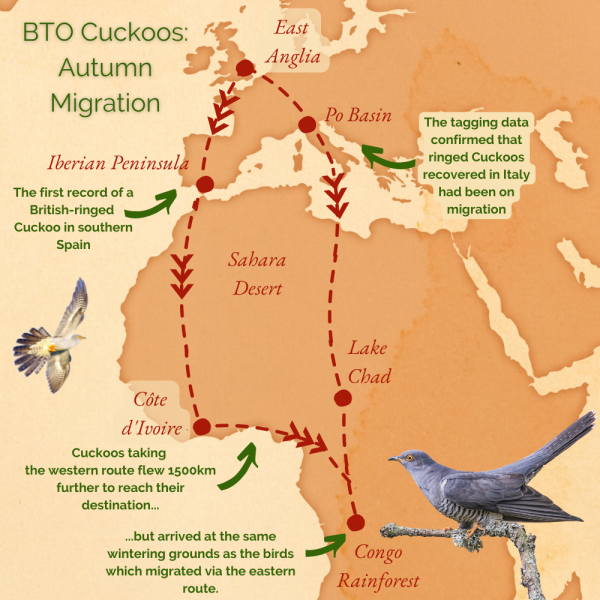 BTO Cuckoo Autumn Migration Routes.