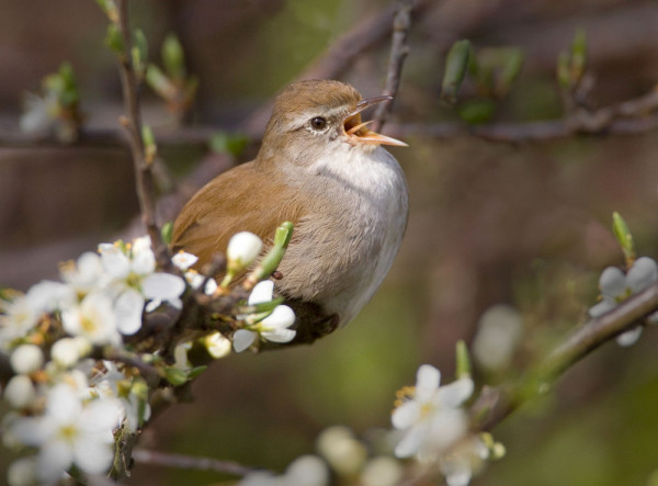 Cetti's Warbler singing in vegetation, by Liz Cutting