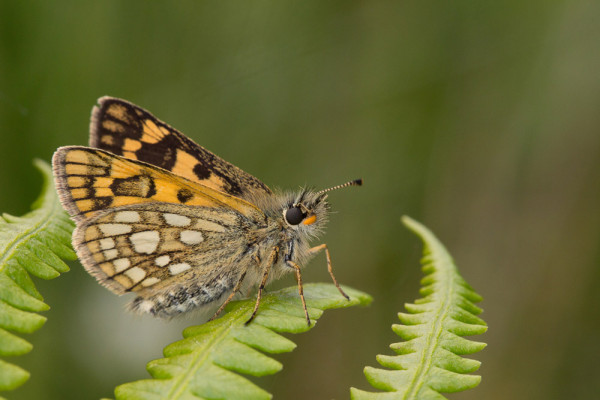 Chequered Skipper butterfly. 