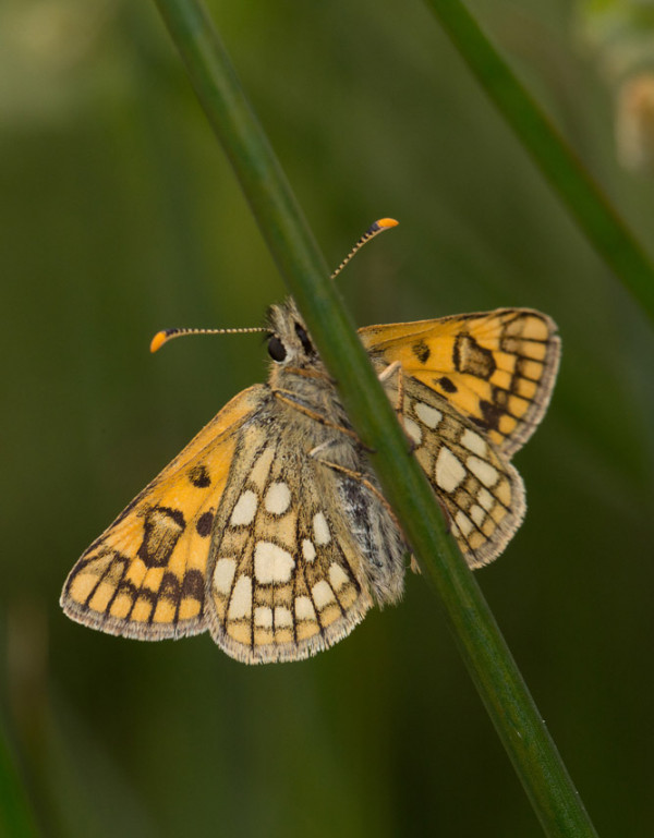 Chequered Skipper butterfly. 