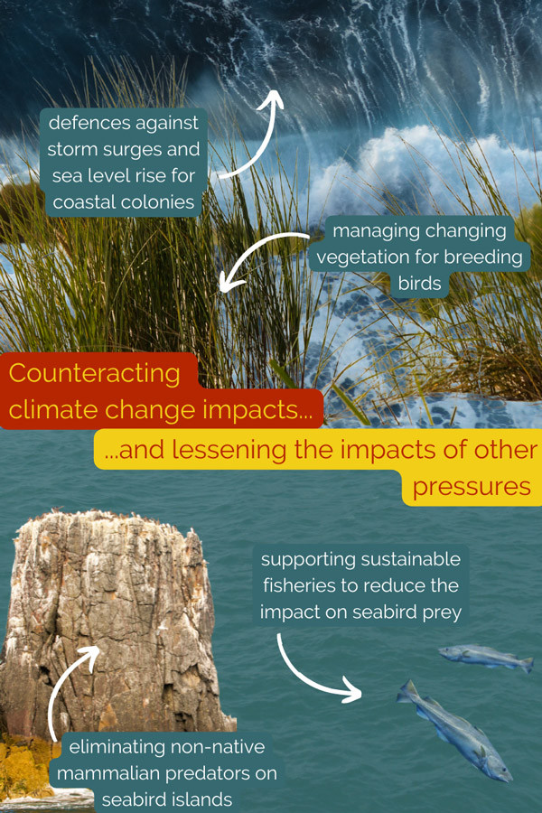 Climate change adaptation for seabirds. Details in text body.