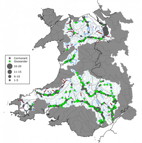 Cormorant and goosander numbers recorded along river catchments in Wales. BTO 