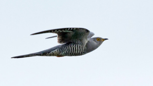 Cuckoo in flight. Colin Brown