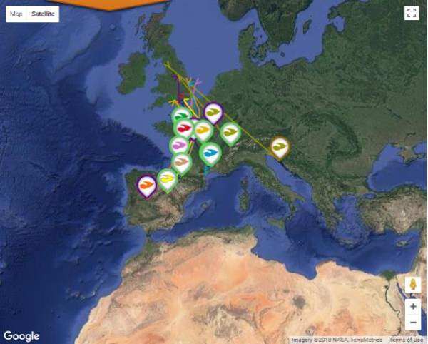Tracked Cuckoos have departed the UK