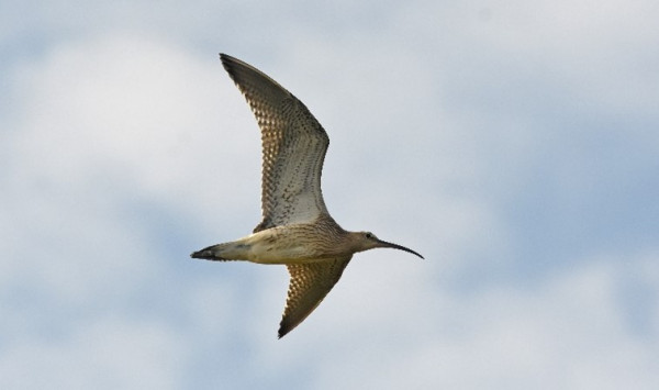 A large brown wading bird in flight against a blue sky