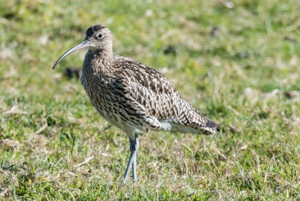 A large brown wading bird standing in a field