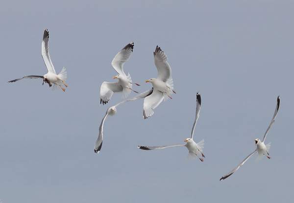 Gulls, photograph by David Williams.jpg