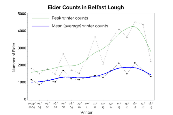 Eider counts in Belfast Lough. WeBS / BTO 