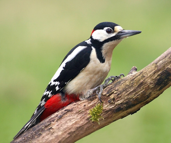 Great Spotted Woodpecker by Jill Pakenham