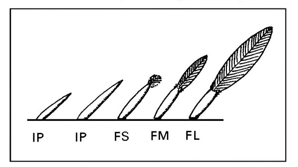 Stages of feather growth
