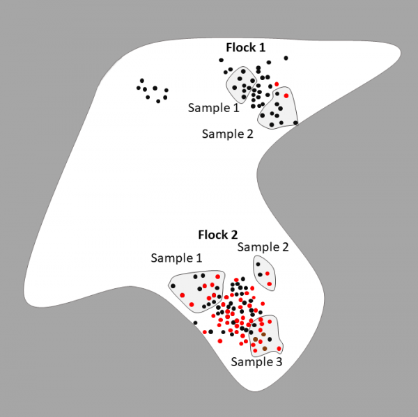 Diagram of waterbird flock composition