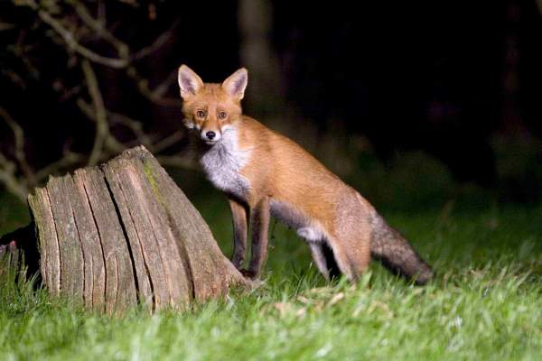 Red Fox by John Harding