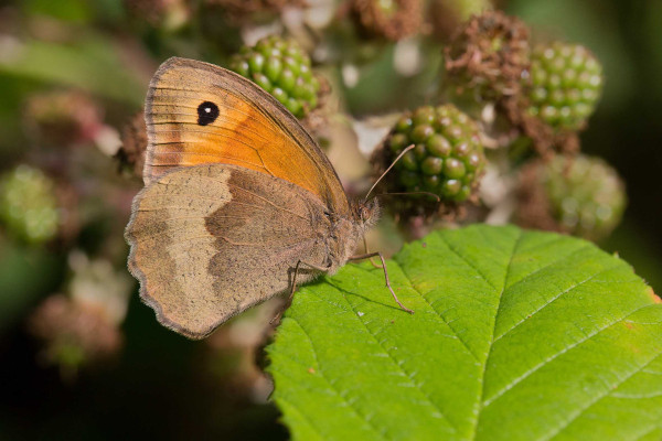 A Meadow Brown butterfly, a light tan colour on the underwing with a single dark eye spot and a minuscle eye dot within that, sits on a bramble leaf. 