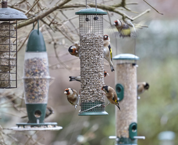 National Trust Wild Bird Suet Pellets & Mealworm Feeder Garden Feeding Station 