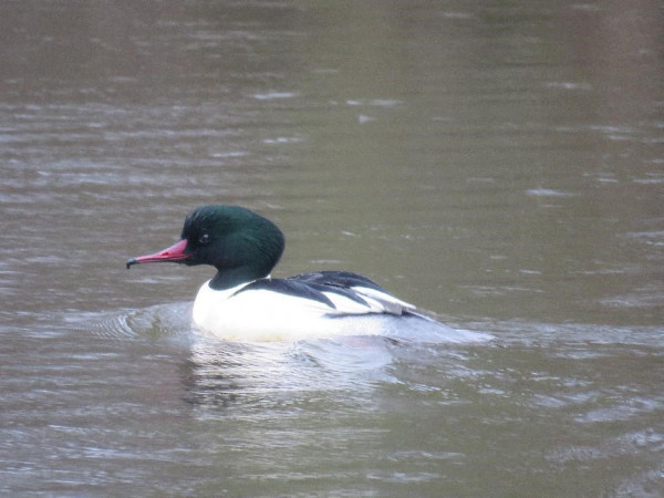 A goosander swimming on the river