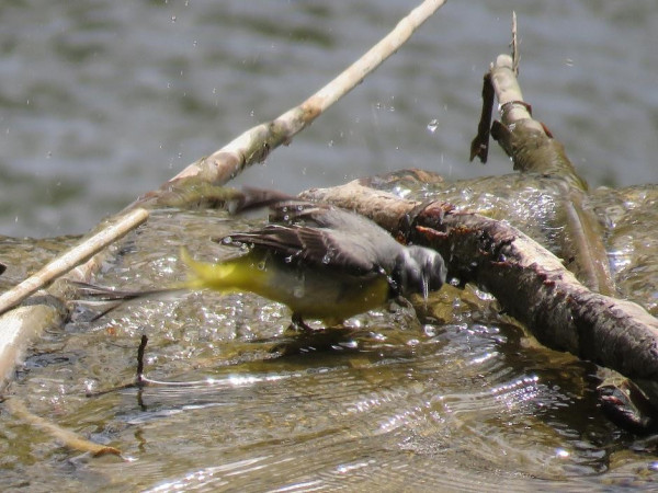 A grey wagtail washing in a river