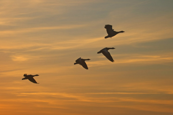 Greylag Geese at Sunset. Solar 760