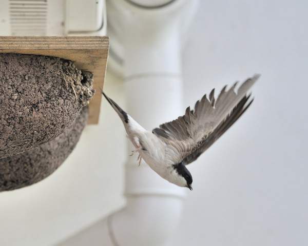 House Martin by Doug Welch