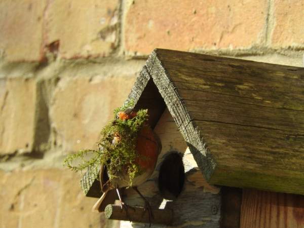 Nesting Robin, by Trevor Daniels