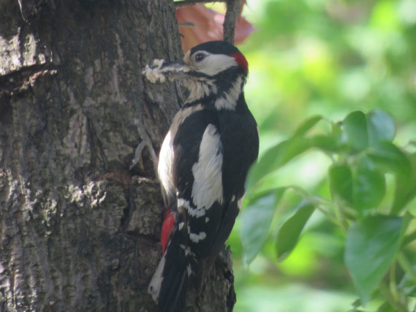 Great Spotted Woodpecker, Harriet Day