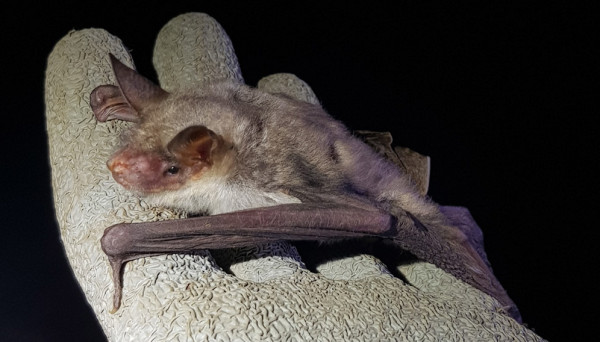 Juvenile Lesser Mouse-eared Bat. Fabrizio Gili