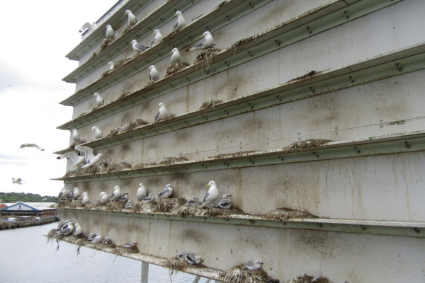 Photograph of Kittiwakes nesting on a specially built tower