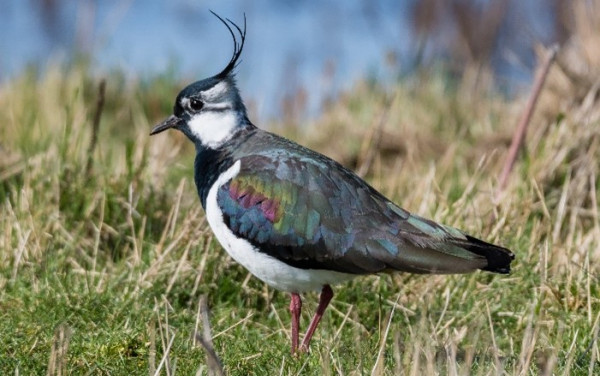 A black and white wading bird with colourful iridescence standing in a field. 