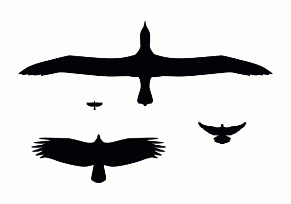 Wing morphology silhouettes. Illustration by Nigel Hawtin