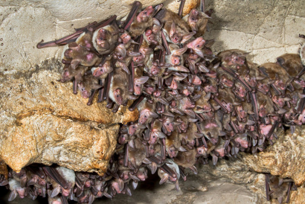 Lesser Mouse-eared Bat roost. Ivan Kuzmin / stock.adobe.com