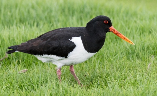 A black and white wading bird with an orange bill standing in a field. 