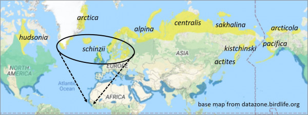 The passage of schinzii Dunlin overlaps with the arrival of the first alpina from Siberia and northern Scandinavia. These are the Dunlin that will spend the winter in western Europe. They are bigger than schinzii, with longer bills. In summer plumage they